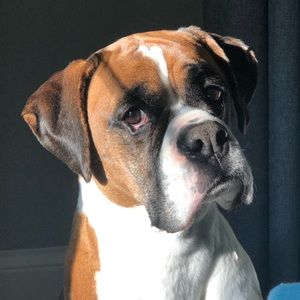 Meet your Posher, Adam